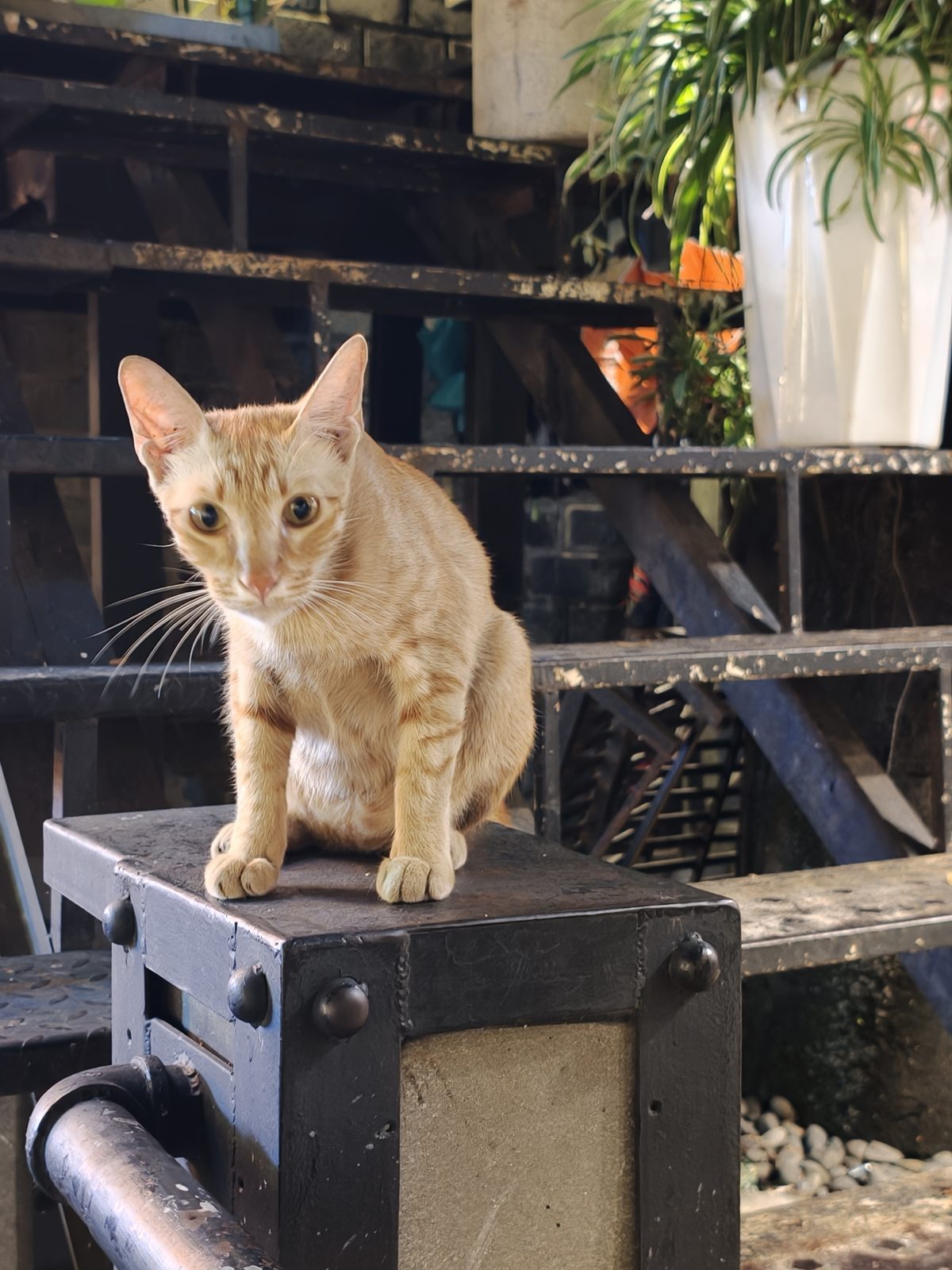 クラフトビールの店にいた猫
